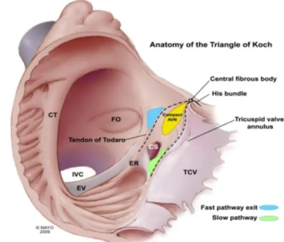 Figura 2.7- Anatomia cardíaca externa. 78 Figura 2.8 - Anatomia cardíaca interna. 78