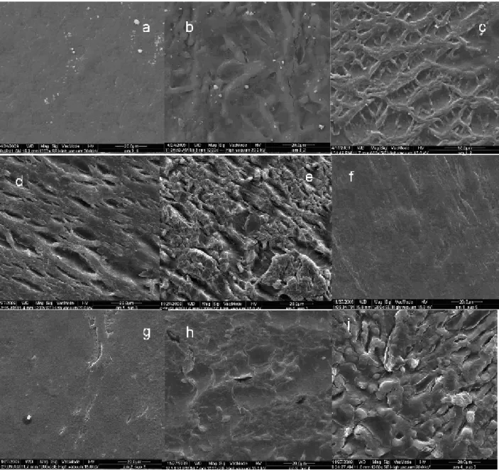 Figure  1  –  SEM  micrographs  of  surfaces  of  biodegradable  starch  films:  (a)  TPS;  (b)  TPSX1; 