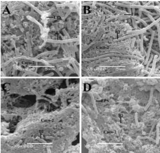 Figure  2  -  Scanning  electron  micrographs  of  adhesive  bacterial  strains  after  treatment  with  artificial  gastric  (GJ-pH:  2.0  and  GJ-7)  plus  pancreatic  juice  (PJ-pH:  8.0),  respectively