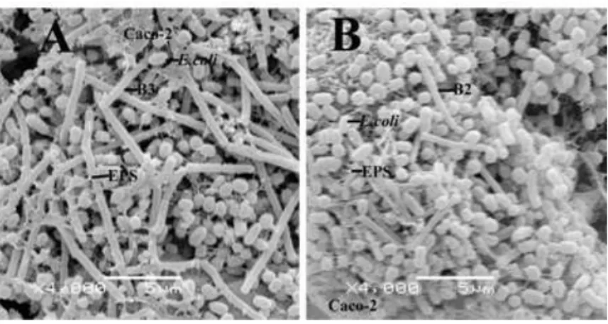 Figure 3 - A: The competition of E. coli ATCC 11229 with High EPS producing-B3 which has a  higher  adhesion  capacity