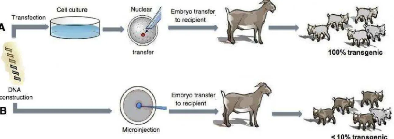 Figure 1 – Methods for producing transgenic goats: (A) somatic cell nuclear transfer (SCNT) and  pronuclear microinjection (B)