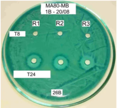 Figure 1 - Killer toxin produced by the killer strain Sacch. cerevisiae Embrapa 1B/04 - inactivity  after  8  h  (T8)  in  aerobiosis  and  activity  after  16  h  period  (1.2  cm)  in  anaerobiosis  (T24); Sensitive strain: Sacch