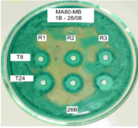 Figure 6 - Presence of functional killer protein in supernatant of Sacch. cerevisiae Embrapa 1B/04  cultures grown in M5 (expression  medium) for eight (1.0 cm) (T8) and 24 (1.2 cm) h  period  (T24),  in  anaerobiosis  and  in  flask  culture;  Sensitive  