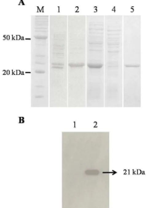 Figure  4  -  Heterologous  expression  of  the  BrVP28  recombinant  fragment  of  the  VP28  protein  evaluated  by  SDS-PAGE  and  Western  blotting