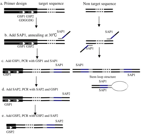 Figure 1 - Schematic outline of NPA-PCR method for chromosome walking Known and unknown  sequences  are  depicted  with  thick  and  thin  lines,  respectively