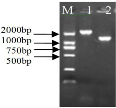 Figure  3  -  Validation  the  walking  results  by  amplification  M,  DNA  ladder  marker,  DL2000