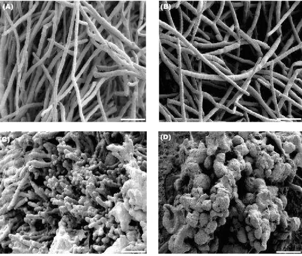Figure 3 - Scanning electron micrographs of Alternaria alternata mycelia after 5 days of cultivation  at  25  °C