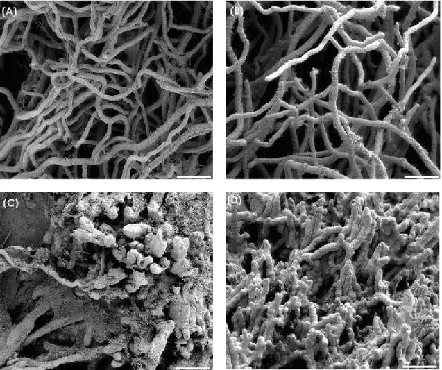 Figure 4 - Scanning electron micrographs of Botrytis cinerea mycelia after 5 days of cultivation at  25 °C