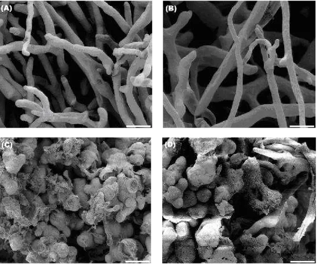 Figure  6  -  Scanning  electron  micrographs  of  Rhizopus  stolonifer  mycelia  after  3  days  of  cultivation at 25°C