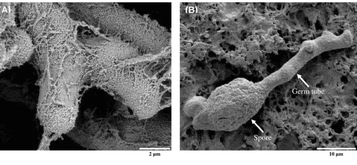 Figure  7  –  (A)  Scanning  electron  micrograph  of  Penicillium  expansum  mycelia  after  5  days  of  culture at 25°C  with  medium amended  with chitosan  D (1,000 µg ×  mL -1 )