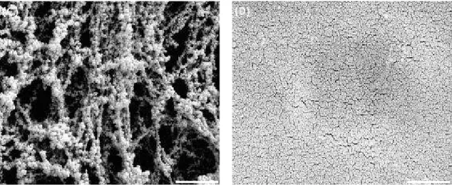 Figure 8 -  Scanning electron micrographs of medium amended with 1,000 µg × mL -1  of chitosan D  (A) filtered and fixed as described in the item 2.6 (B) only filtered; 1,000 µg × mL -1  of  chitosan P (C) filtered and fixed as described in the item 2.6 an