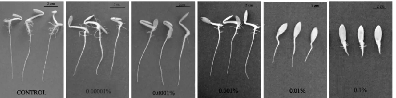 Figure  2  -  Effects  of  PEGP+  in  comparison  with  control  on  root  development  and  growth  of C