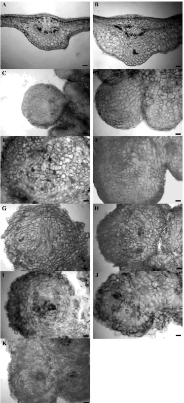 Figure 2 - Development of organogenic calli of E. camaldulensis Dehn. over time. A= 0 days, B= 