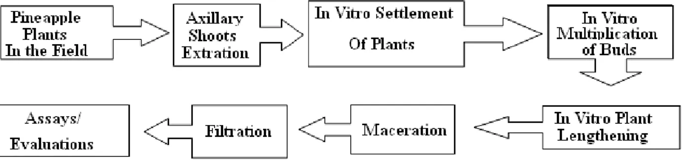Figure 1 – Flowchart for in vitro production of plants and obtainment of bromelain enzyme raw extract