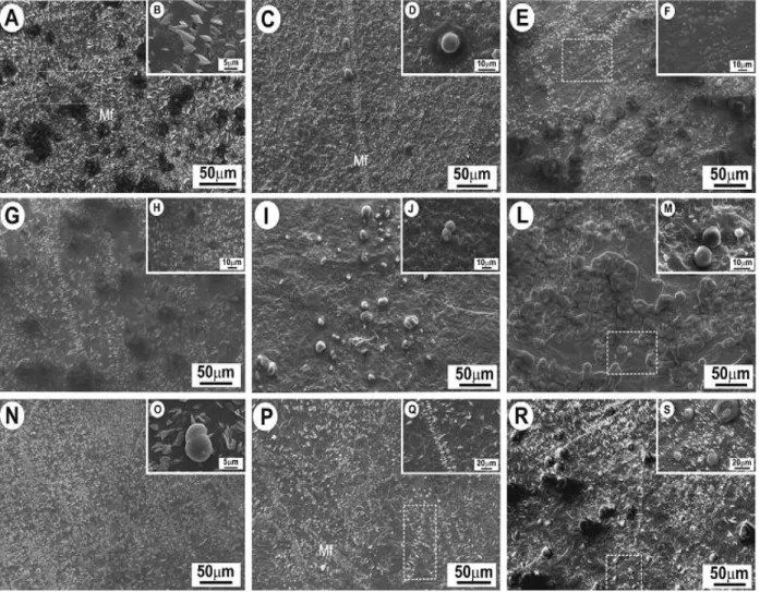Figure  2  -  Scanning  electron  micrographs  of  epicuticular  wax  of  ‘Gala’  apple  fruits  from  three  producing areas: Vacaria-RS  (A-F), Fraiburgo-SC (G-M) and São Joaquim-SC (N-S)  after harvest (A-B, G-H, N-O), stored under regular atmosphere (R