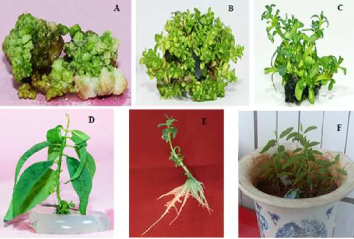 Figure 2 - Regeneration of Eucalyptus urophylla ×Eucalyptus grandis from stem segment
