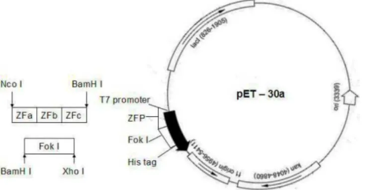Figure 1 - The construction of ZFNs. †The sequence of FokI and ZFP were linked into the  plasmids pET-30a to form pET- ZFN-30a
