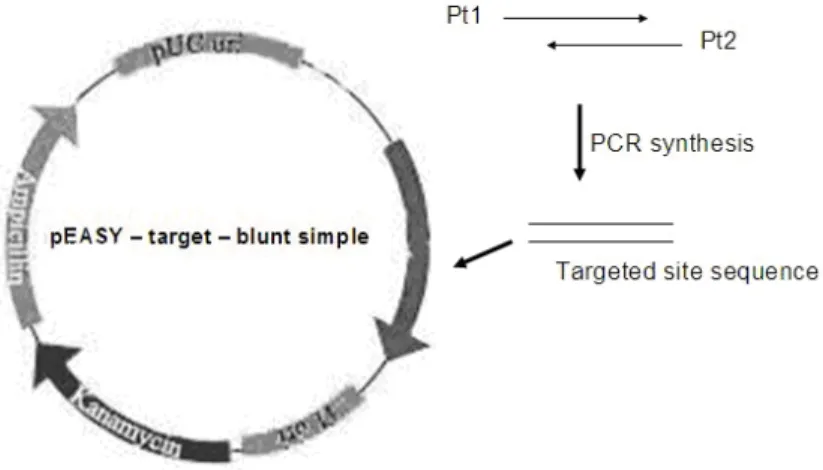 Figure 2 - The construction of pEASY– target – blunt simple. 