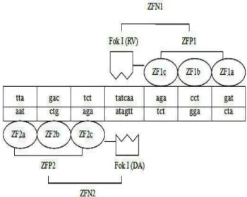 Figure 3 -  The reorganization between targeted sequence and ZFNs. 