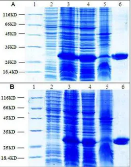Figure  6  -  ZFNs  expression  detected  with  SDS-PAGE.  †  (A)  The  analysis  of  ZFN1  expression
