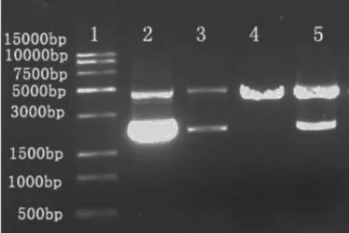 Figure  7  - The  cleaving  activity  of  ZFN.  †Lane  1  is  the  DNA  marker;  lane  2,  the  control  DNA  substrate;  lane  3  and  lane  5,  the  incomplete  cleavage  of  DNA  substrate;  lane  4,  the  complete cleavage of the DNA substrate
