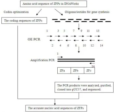 Figure 8 - ZFPs gene synthesis process. 