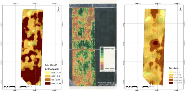 Figure 4 - Sampling points and kriged anthocyanin and  yield surfaces and vigor image  in a 80 ha  area of Cabernet Sauvignon