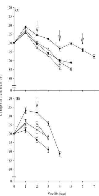 Figure 2 - Changes in fresh mass of E. ibaguense inflorescences during vase life previously pulsed  with 2 mM STS and stored for 4 (A) and 8 (B) days at 5 ( __ __ ) and 10 o C ( __ __ ), and  control  at  5  ( __  __ )  and  10 o C  ( __ __ )