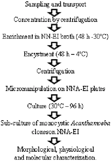 Figure 1 - Flowchart of the optimized process for the isolation of monocystic Acanthamoeba clones