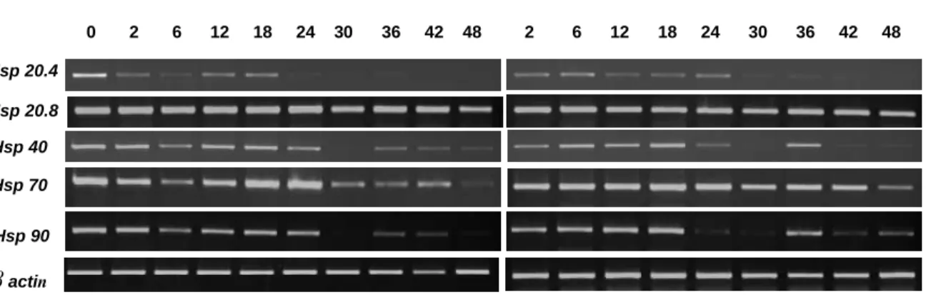 Figure  2  -  Heat  shock  protein  gene  expression  patterns  in  diapause  and  non  HCl  treated  (non- diapause) eggs of silkworm Bombyx mori