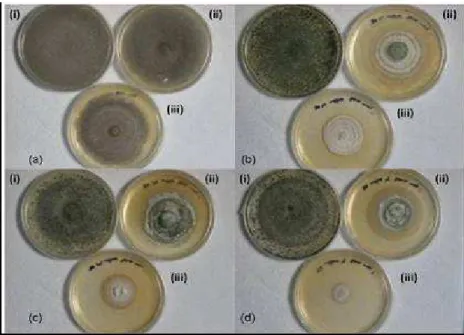 Figure  1  -  Growth  of  fungal  isolates  (a)  SD12  (b)  SD14  (c)  SD19  and  (d)  SD20  from  sawdust  on  YMPG  agar  containing  (i)  0  mg  L -1   (ii)  50  mg  L -1   and  (iii)  100  mg  L -1   of  PCP  concentration after 14 days