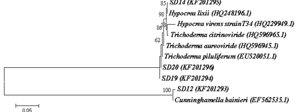 Figure 3 - Neighbour-joining tree from ITS sequences showing the relationship between the four PCP  tolerance fungi from  sawdust and closely related sequences of the isolates retrieved from  the GenBank (accession number)