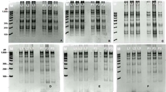 Figure  4  -  ARDRA  profiles  of  three  replicates  of  three  independent  experiments  in  12%  non- non-denaturing  polyacrylamide  gel  electrophoresis  in  1x  TAE  running  buffer,  100V,  for  2  hours