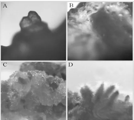 Figure 4 - Observation of callus cultures derived from explants of in vitro propagated C