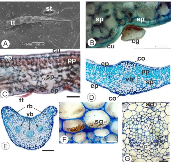 Figure 2 - Calea serrata Less., Asteraceae - Leaves. A. Abaxial epidermis in surface view, exhibiting  stomata  (st)  and  non-glandular  trichome  with  tapered  apical  cell  (tt)