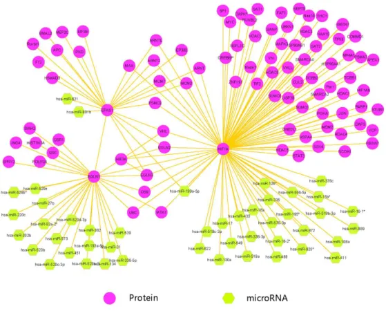 Figure  1  -  An  overview  of  PPIs  and  microRNAs  network    including  EPAS1,  EGLN1  and  HIF1A; 