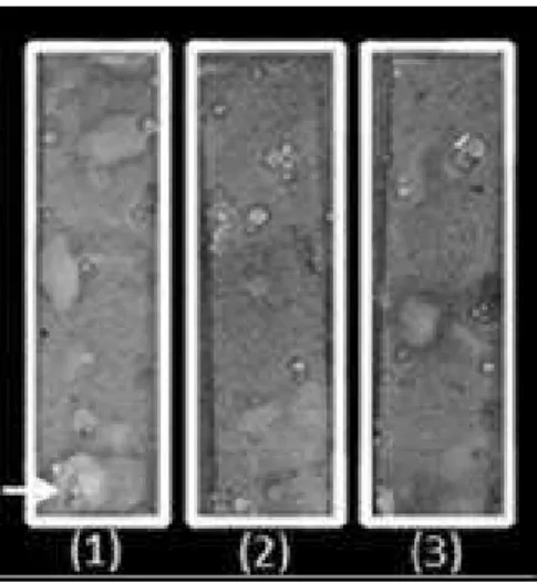 Figure 4 - TLC separation of S. molle non volatile extract obtained with (1) CO 2 /water; (2) CO 2 , and  (3) CO 2 /ethanol as solvent against Micrococcus luteus