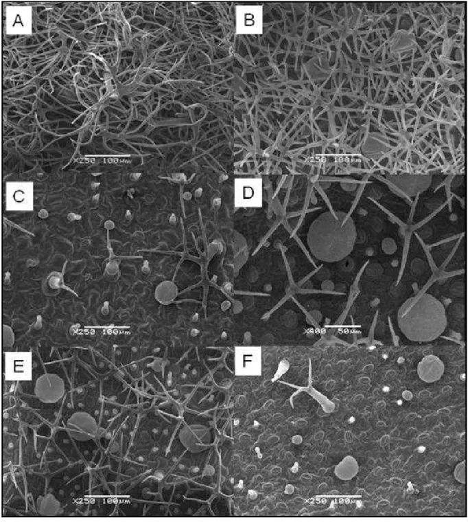 Figure  4  -  Scanning  electron  microscopy  of  leaf  blade  surfaces  of  Lavandula  angustifolia  cv
