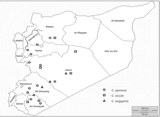 Figure 8 - Distribution of the three Capparis species found to grow in Syria. 