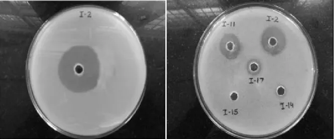 Figure 1 -  Screening of bacterial isolates for fibrinolytic activity. Cultural supernatant obtained after  centrifugation  of  24  h  cultivated  bacteria  was  poured  at  20  µL  in  wells  punctured  in  the  fibrin-agarose  plate  (agarose  1%,  fibri