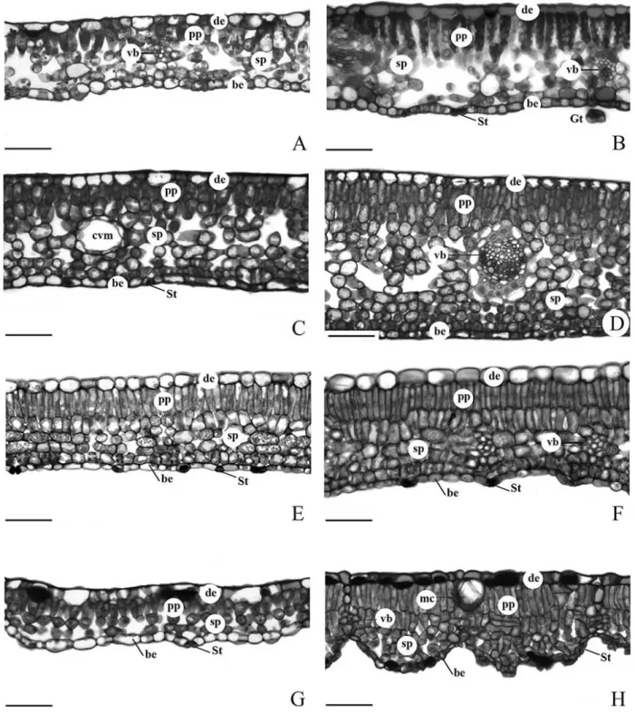 Figure 2 - Leaf transverse sections of species studied in two developmental stages. Young (A, C, E,  G)  and  adult  stages  (B,  D,  F,  H)