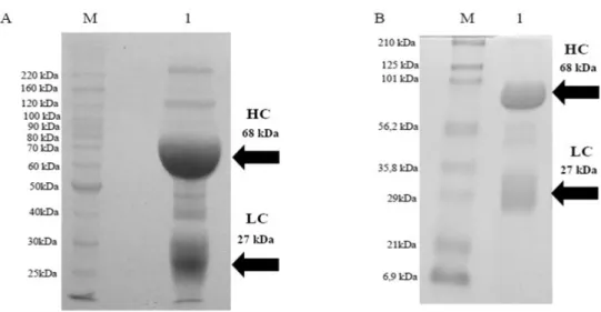 Figure  2  -  Analysis  by  SDS-PAGE  in  reduced  conditions  of  IgY,  after  isolation  and  purification  process