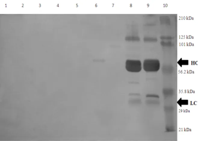 Figure  3  -  Specificity  analysis  by  western-Blot  of  purified  IgY.  (HC)–Heavy  chain;  (LC)–
