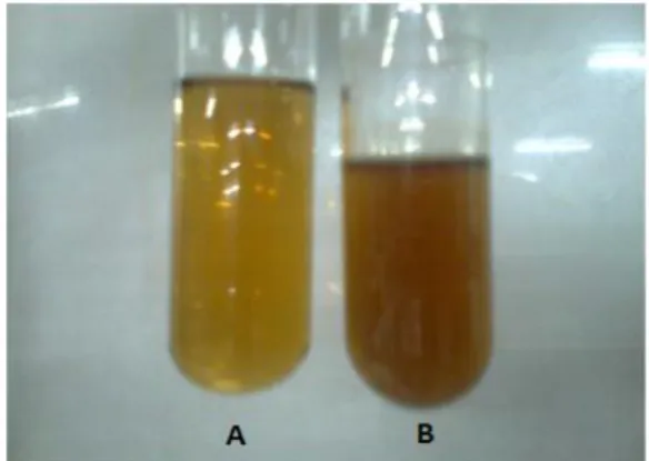 Figure  2  -  (A)  Leaf  extract  without  Silver  nitrate.  (B)  Leaf extract with Silver nitrate
