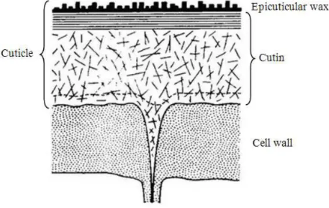 Figure  3  -  Illustration  of  a  transversal  section  of  a  typical cuticular membrane of a mature leaf  (Gülz 1994)