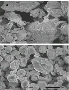 Figure  3  -  SEM  image  of  (A)  lycopene  without  encapsulation and (B) microencapsulated Lycopene
