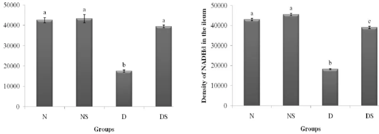 Figure  2  -  Density  of  myenteric  neurons  nNOS  in  the  duodenum  and  ileum  of  groups: 