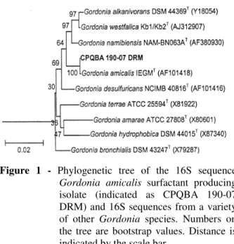Figure  1  -  Phylogenetic  tree  of  the  16S  sequence  Gordonia  amicalis  surfactant  producing  isolate  (indicated  as  CPQBA  190-07  DRM) and 16S sequences from a  variety  of  other  Gordonia  species