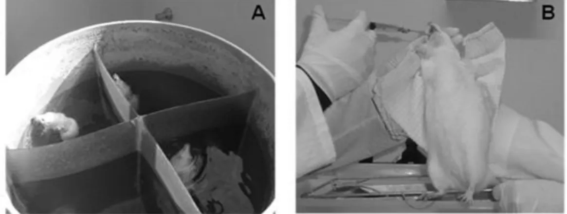 Figure  2  -  Experimental  procedures.  (A)  Rats  exercising  in  the  specially  designed  swimming  pool