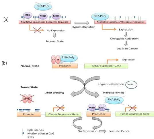 Figure  1  -  Methylation  pattern  in  normal  and  tumor  state.  Hypo-  and  hypermethylation  in  the  promoter  leads  to  disease  in  the  cell